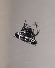 Gasteracantha cancriformis