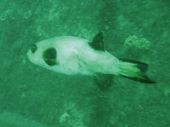 Arothron immaculatus