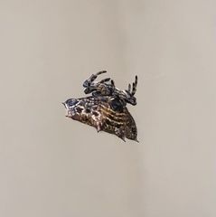 Gasteracantha cancriformis