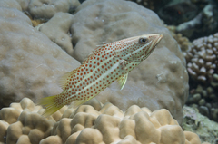 Anyperodon leucogrammicus