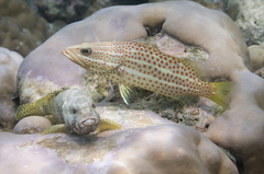 Anyperodon leucogrammicus