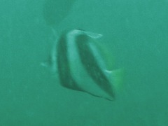 Heniochus acuminatus