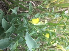 Linaria dalmatica dalmatica