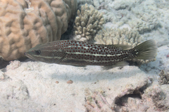 Anyperodon leucogrammicus