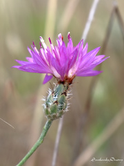 Centaurea crocodylium
