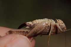 Platycleis intermedia