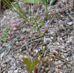 Teesdalia coronopifolia