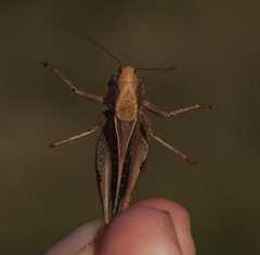 Platycleis intermedia