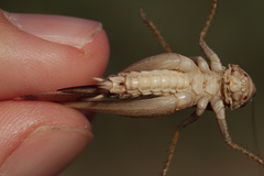 Platycleis intermedia