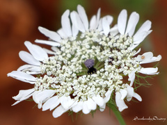 Artedia squamata