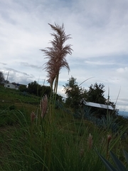 Cortaderia nitida