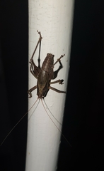 Alfredectes semiaeneus