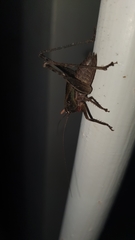 Alfredectes semiaeneus