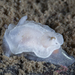 Angular Seaslug - Photo (c) Heine Jensen, some rights reserved (CC BY), uploaded by Heine Jensen