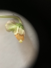 Viola sororia