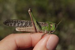 Locusta migratoria cinerascens