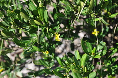 Cneorum tricoccon