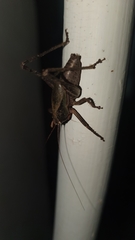 Alfredectes semiaeneus