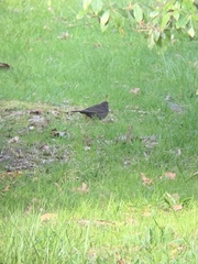 Turdus merula