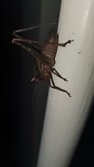 Alfredectes semiaeneus
