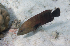 Cephalopholis nigripinnis