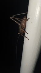 Alfredectes semiaeneus