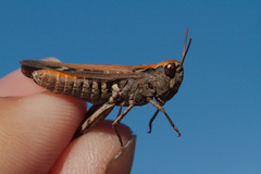Omocestus raymondi