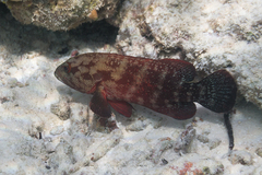 Cephalopholis nigripinnis