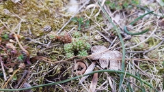 Sedum rubens