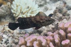 Cephalopholis nigripinnis