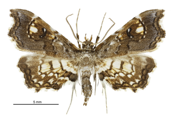 Maidenhair fern moth