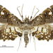 Maidenhair Fern Moth - Photo (c) Landcare Research New Zealand Ltd., some rights reserved (CC BY)