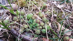 Sedum rubens