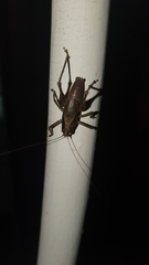 Alfredectes semiaeneus