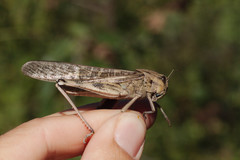 Locusta migratoria cinerascens