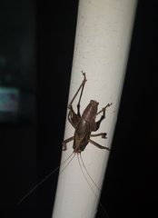 Alfredectes semiaeneus