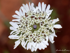 Artedia squamata