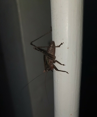Alfredectes semiaeneus