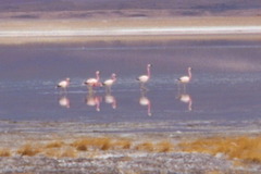 Phoenicoparrus andinus