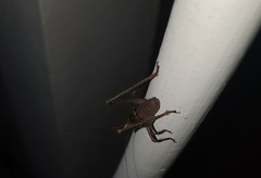 Alfredectes semiaeneus