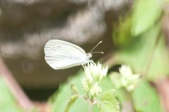 Eurema elathea flavescens