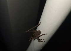 Alfredectes semiaeneus