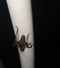 Alfredectes semiaeneus
