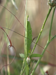 Centaurea crocodylium