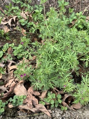 Geranium dissectum