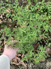 Geranium dissectum