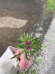 Geranium dissectum