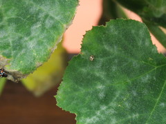 Psyllobora bicongregata