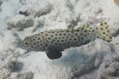 Epinephelus macrospilos