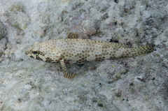 Epinephelus merra